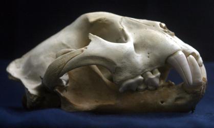 Jaguar Skull