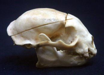 Kinkajou Skull