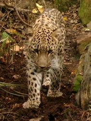 Leopard at Edinburgh Zoo