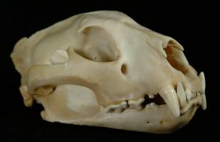 Leopard Skull