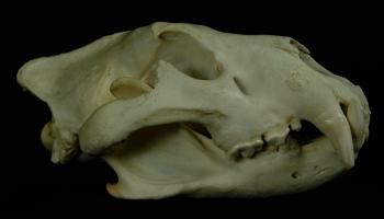 Lion Skull