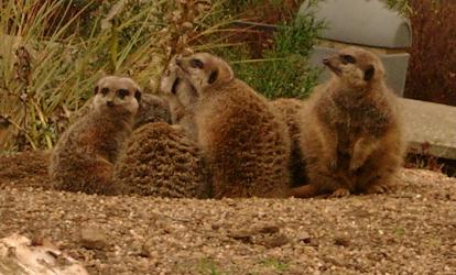 Family of Meerkats at Edinburgh Zoo