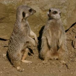 Close up of two meerkats side by side at Edinburgh Zoo