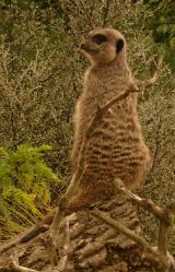 Meerkat Sentinel at Edinburgh Zoo