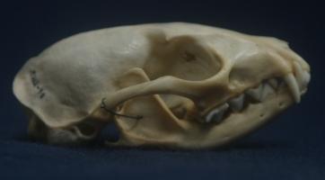 Meerkat Skull