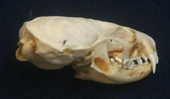 American Mink Skull