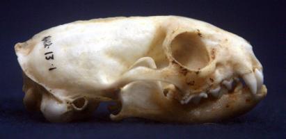 Mongoose Skull