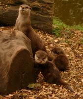 Otters at Edinburgh Zoo