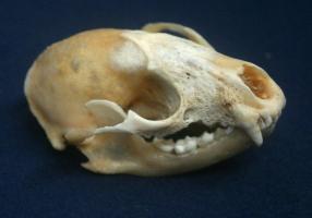 Eurasian Otter Skull