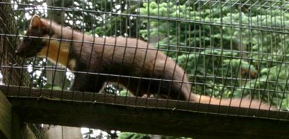 Pine Marten at the Highland Wildlife Park