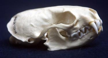 Pine Marten Skull