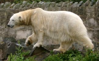 Polar Bear