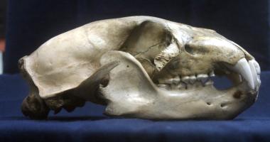 Polar Bear Skull