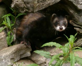 European polecat at the Highland Wildlife Park