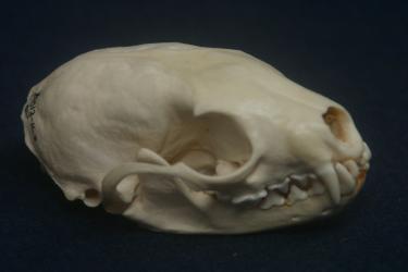 European Polecat Skull