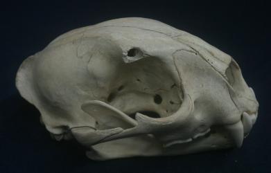 Puma Skull