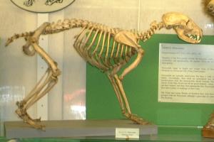 Skeleton of Raccoon