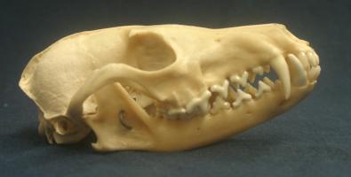 Red Fox Skull