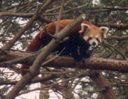 Red Panda