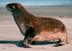 Immature Sea Lion