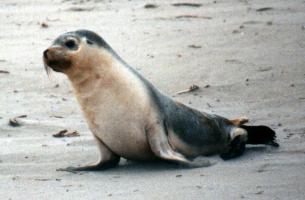 Sea Lion Pup