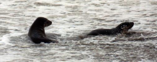 Australian Sea Lion