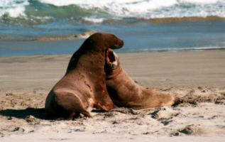 Sea Lions