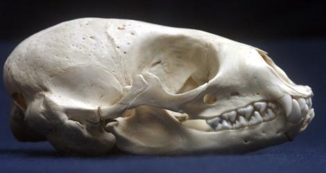 Common Seal Skull