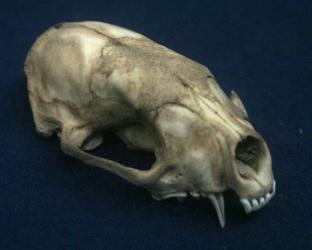 Skunk Skull