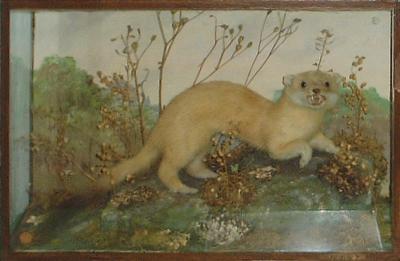 General features of mustelids depicted by stoat