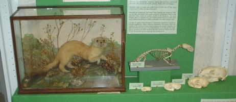 Weasel case, Stoat case