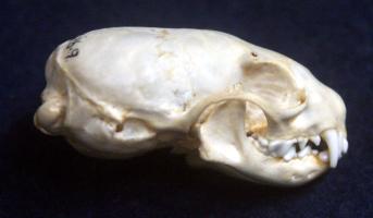 Stoat Skull