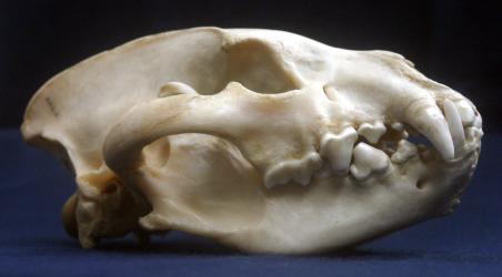 Striped Hyaena Skull