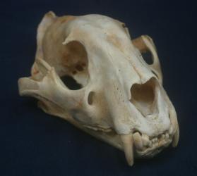 Tiger Skull