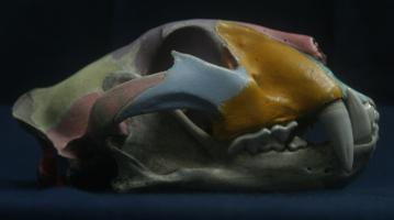 Painted tiger skull