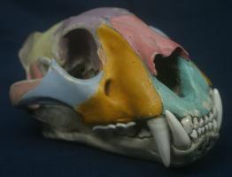 Painted tiger skull