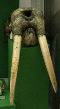 Walrus Skull