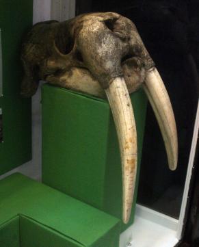 Walrus Skull