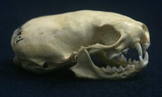 Weasel Skull