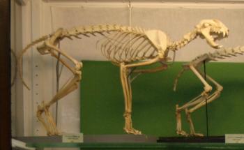 Wild Cat Skeleton