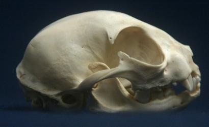 Wild cat skull