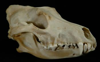 http://www.nhc.ed.ac.uk/images/collections/mammals/carnivora/wolfskull.jpg