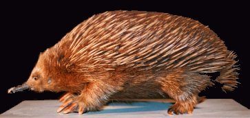 echidna