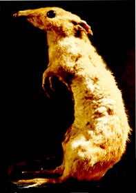 Eastern-barred Bandicoot