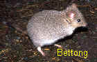 A Bettong