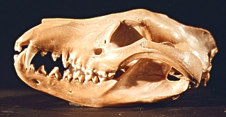 Thylacine skull