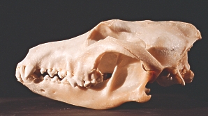 Wolf skull
