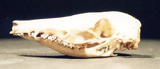 A bandicoot skull