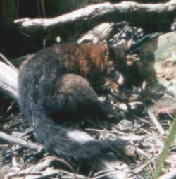 A Wild Brushtail Possum