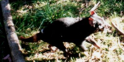 Live Tasmanian devil